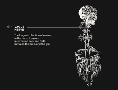 Vagus Nerve & Its Connection to Our Gut